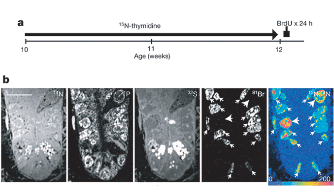 Imaging of stem cell division with NanoSIMS