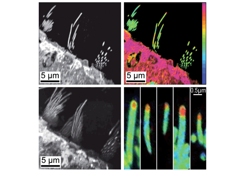 NanoSIMS cell biology - stereocillia
